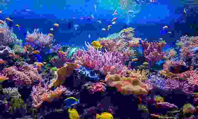 A Diverse Array Of Marine Life, Including Colorful Fish, Sea Turtles, And Corals, Inhabiting A Vibrant Coral Reef Ecosystem. Marine Ecology For The Non Ecologist (Marine Life 3)