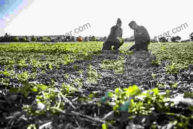 A Farmer Inspects A Lush, Flourishing No Till Field Teeming With Healthy Crops And Abundant Biodiversity. The Organic No Till Farming Revolution: High Production Methods For Small Scale Farmers