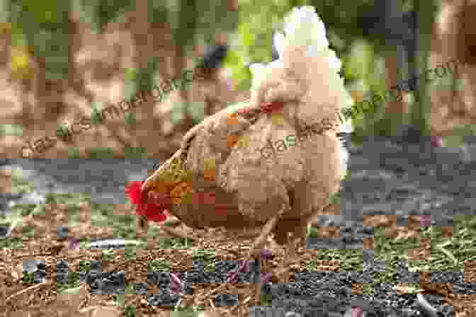 A Group Of Chickens Scratching In The Dirt The Chicken Whisperer S Guide To Keeping Chickens Revised: Everything You Need To Know And Didn T Know You Needed To Know About Backyard And Urban Chickens (The Chicken Whisperer S Guides)