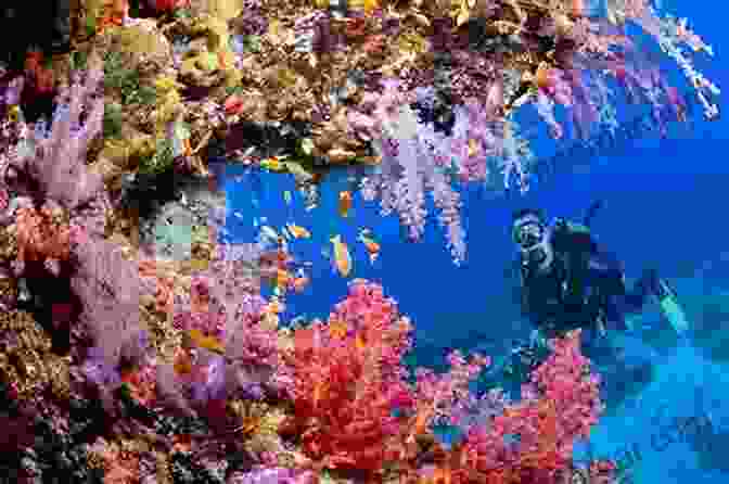 A Group Of Scuba Divers Exploring A Vibrant Coral Reef, Surrounded By Colorful Fish And Marine Invertebrates. Marine Ecology For The Non Ecologist (Marine Life 3)