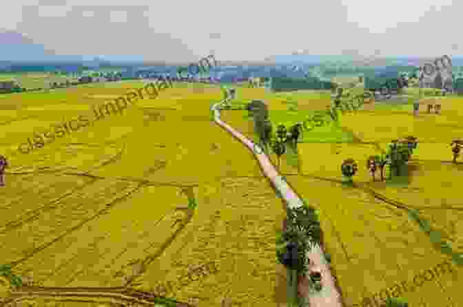 A Panoramic View Of A Lush Vietnamese Landscape, Dotted With Rice Paddies And Rolling Hills Rice Paddy Recon: A Marine Officer S Second Tour In Vietnam 1968 1970