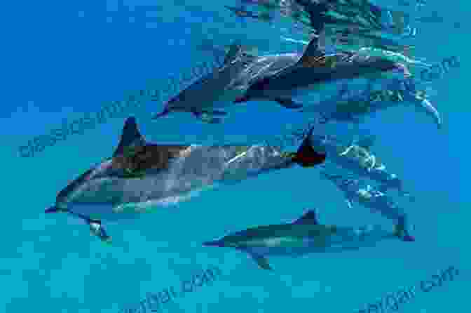 A Pod Of Dolphins Playfully Interacting, Demonstrating The Social Nature Of Marine Mammals. Marine Ecology For The Non Ecologist (Marine Life 3)