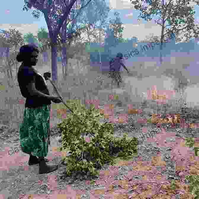 Aboriginal People Practicing Traditional Fire Management Methods Burning Bush: A Fire History Of Australia