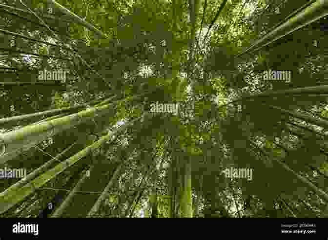 An Array Of Vibrant Bamboo Stalks Swaying In The Wind Under Golden Sunlight, Showcasing The Diverse Range Of Colors And Textures. The Bamboos Of The World: Annotated Nomenclature And Literature Of The Species And The Higher And Lower Taxa