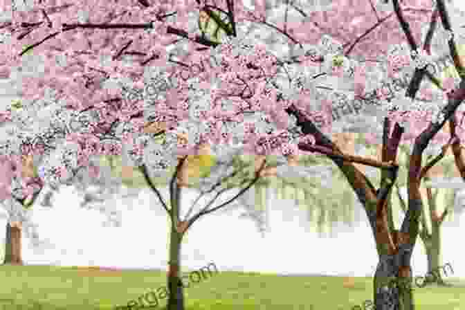 Chinese Family Embracing While Standing In Front Of A Blooming Cherry Blossom Tree, Symbolizing The Resilience And Interconnectedness Of Families In Diaspora. Under The Red Moon: A Chinese Family In Diaspora