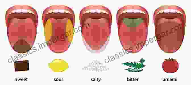 Colorful Diagram Depicting The Molecular Structures Of Sweet, Sour, Salty, Bitter, And Umami Taste Compounds Molecules We Taste Smell And See