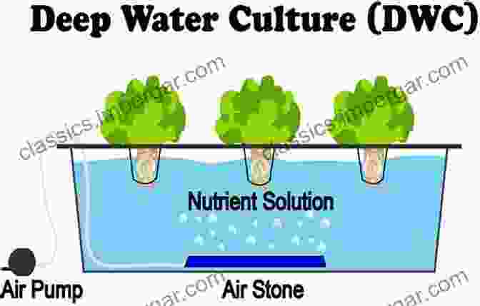 Different Types Of Hydroponic Systems, Including Deep Water Culture, Nutrient Film Technique, And Aeroponics DIY Hydroponics: A Beginner S Guide