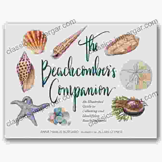 Driftwood The Beachcomber S Companion: An Illustrated Guide To Collecting And Identifying Beach Treasures