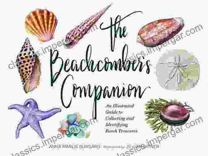 Fossil The Beachcomber S Companion: An Illustrated Guide To Collecting And Identifying Beach Treasures