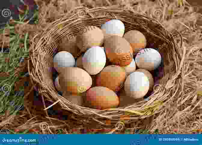 Image Of A Basket Filled With Freshly Laid Eggs The Homesteader S Natural Chicken Keeping Handbook: Raising A Healthy Flock From Start To Finish