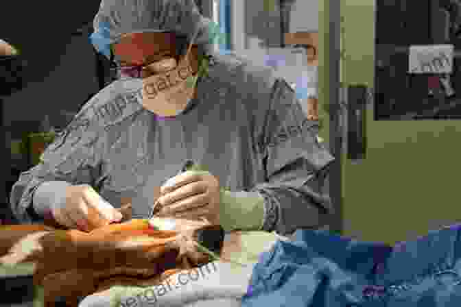 Image Of A Veterinarian Performing Surgery On A Dog Learning Animals: Curriculum Pedagogy And Becoming A Veterinarian