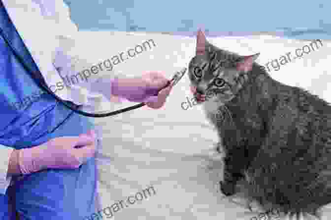 Image Of A Veterinarian Using A Stethoscope To Examine A Cat Learning Animals: Curriculum Pedagogy And Becoming A Veterinarian