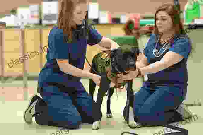 Image Of Students Attending A Veterinary School Lecture Learning Animals: Curriculum Pedagogy And Becoming A Veterinarian