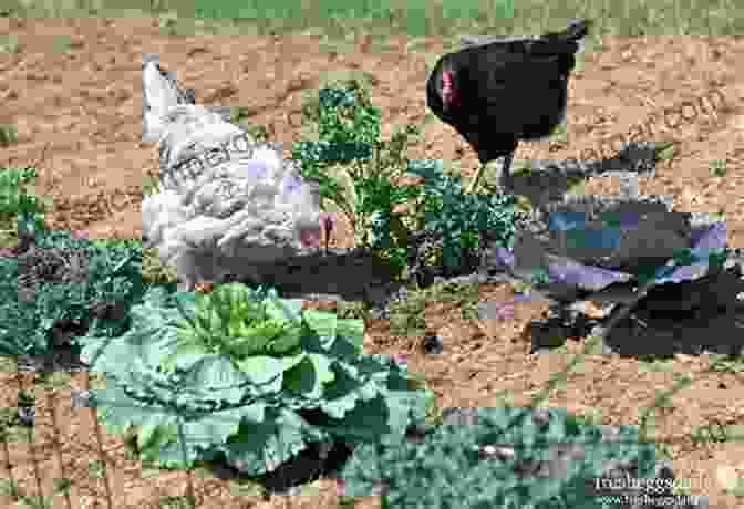 Photograph Of Chickens Foraging In A Vegetable Garden The Homesteader S Natural Chicken Keeping Handbook: Raising A Healthy Flock From Start To Finish