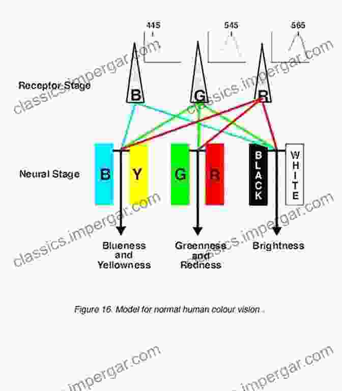 Scientific Diagram Showcasing The Molecular Mechanisms Of Color Vision Molecules We Taste Smell And See