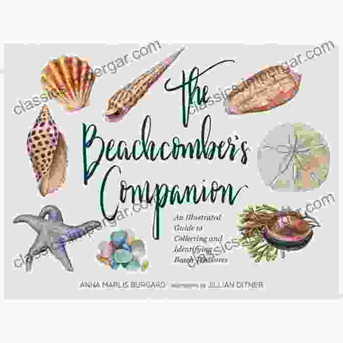 Seashell The Beachcomber S Companion: An Illustrated Guide To Collecting And Identifying Beach Treasures